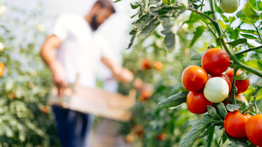 Naša zemlja i nizozemsko iskustvo protiv uvoza: Jerko Trogrlić i Jan de Jong mijenjaju stvari