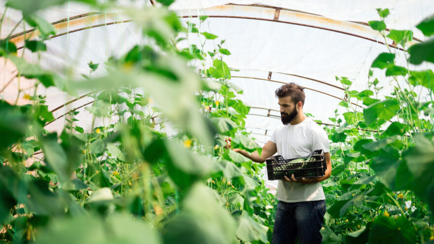 150 milijuna kuna za proizvođače povrća u plastenicima