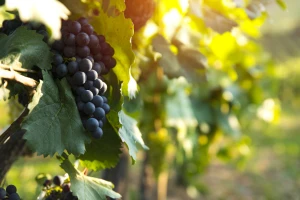 Defolijacija vinove loze: Kada i kako je primeniti?