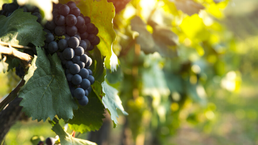 Defolijacija vinove loze: Kada i kako je primeniti?