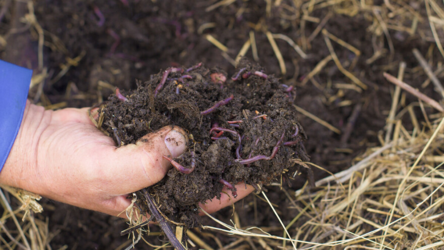 Jedna kišna glista dovoljna je da popravi plodnost i učinkovitost tla