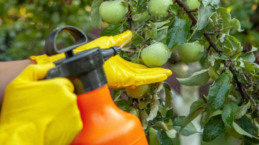 Lisne uši na jabuci suzbijte pripravcima od ulja neema, pelina ili bijelim lukom