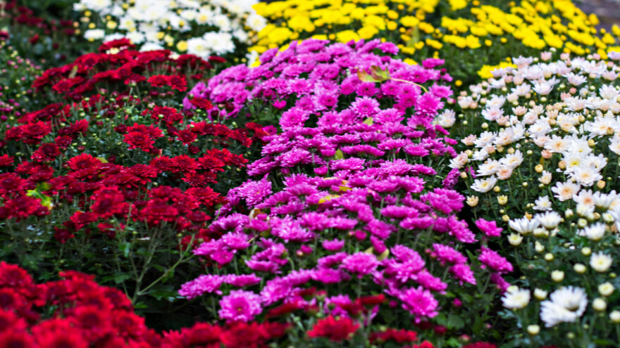 Kako sačuvati hrizanteme za naredne godine?