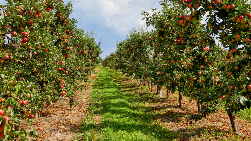 Za jesensku gnojidbu birajte eko gnojiva sa sporim otpuštanjem i dodanim kalcijem