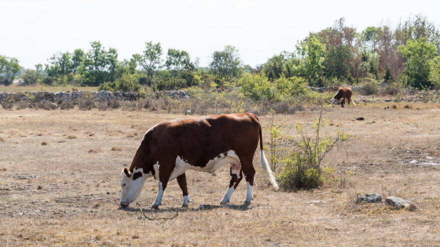 Milijarde hektara tla su degradirane, poljoprivrednici među najpogođenijima