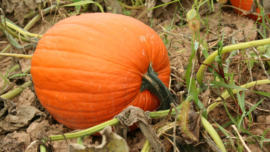 Divljim srodnicima popularnog povrća prijeti izumiranje