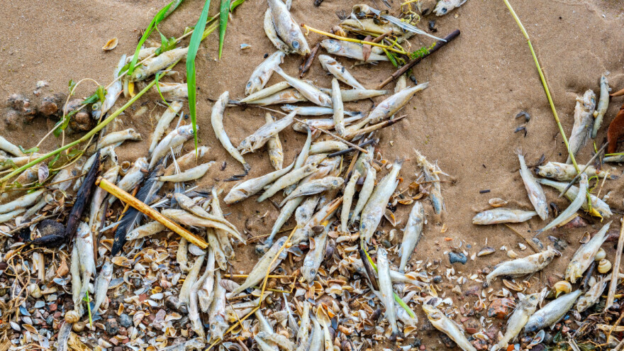 Ilegalno navodnjavanje uzrokovalo masovno uginuće ribe u Španiji?