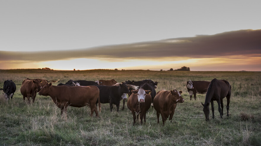 Protiv bedrenice cijepljeno 2.455 životinja - najviše goveda