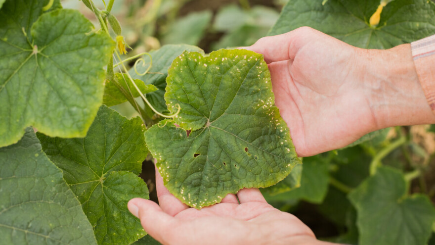 Bolesti na bilju će se tek pojaviti jer za vikend stižu visoke temperature