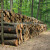 Hrvatske šume objavile Nacrt Odluke o prodaji drvnih sortimenata za 2024. godinu