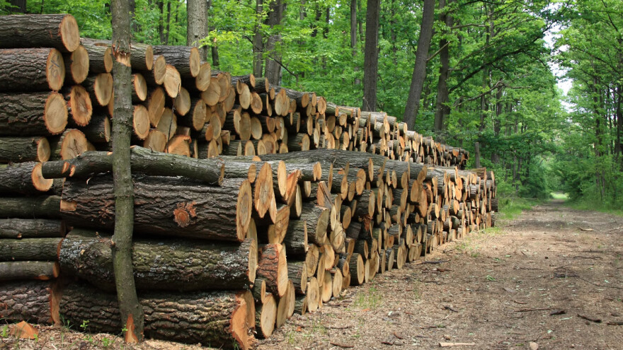 Metar drva 70 evra - sve manje bukvi i starijeg hrasta?