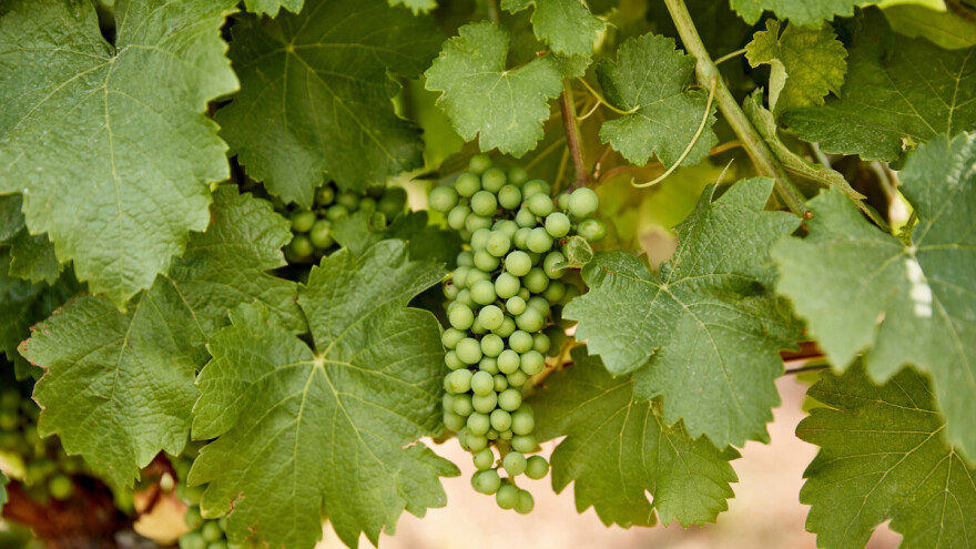 Zaštita vinove loze prije i poslije cvatnje