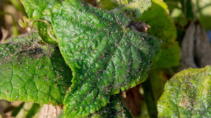 Protiv biljnih uši borite se sa bijelim lukom, čili paprikom, sapunom...