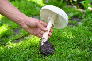 Jestive pečurke i njihove opasne dvojnice