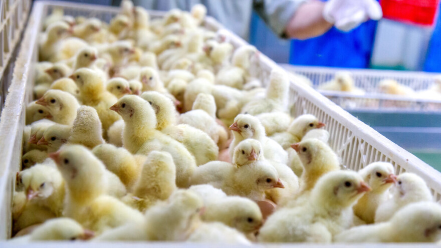 Stiže Registar peradi, povećanje proizvodnje mesa i jaja mora biti cilj hrvatske poljoprivrede