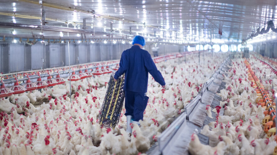 Oštar odgovor peradara Elektroprivredi BiH: Monopolističkim zahtjevima otežavate situaciju