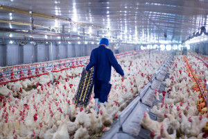 Sojem ptičje gripe H10N3 prvi puta zaražen čovjek