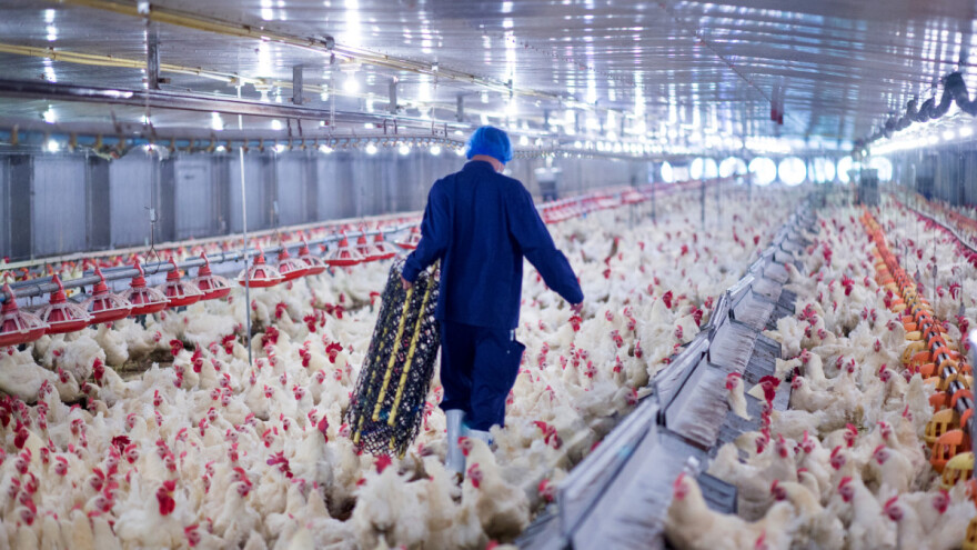 Sojem ptičje gripe H10N3 prvi puta zaražen čovjek