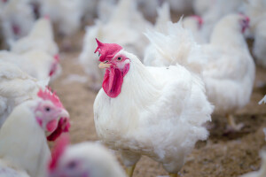 Upotreba antibiotika na živinarskim farmama - iskustva iz Senegala