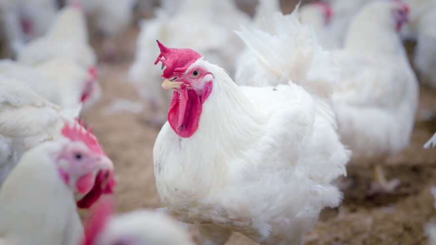 Upotreba antibiotika na živinarskim farmama - iskustva iz Senegala