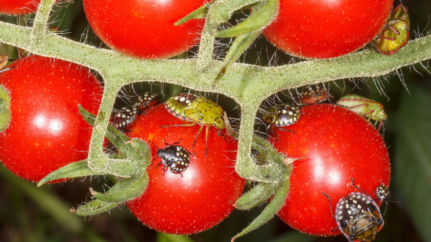 Uočena pojava zelene stjenice na povrću - kako je suzbiti?