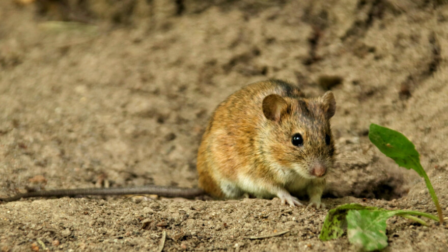 Otkrili miris koji čuva žitarice od glodara