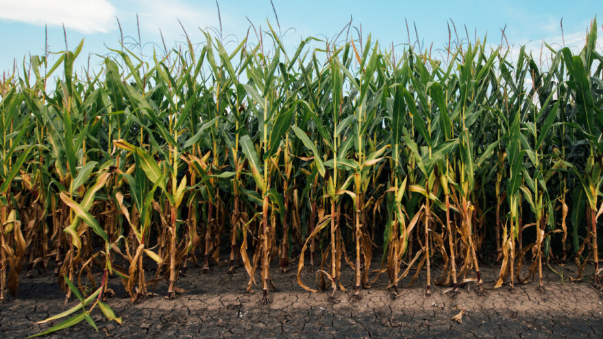 Paklene vrućine u narednom periodu - odrazit će se i na usjeve