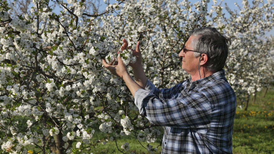 Kako da bujne voćke više rode?
