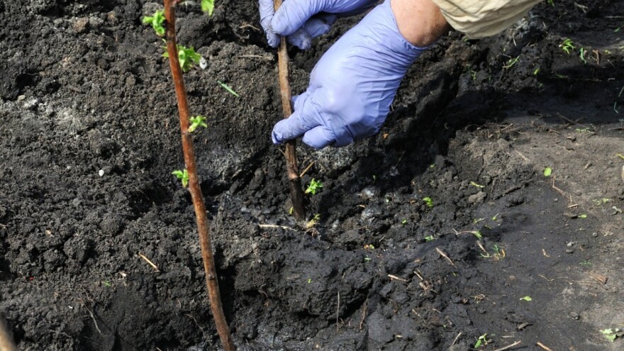 Kako izvršiti razmjeravanje površine za sadnju maline?