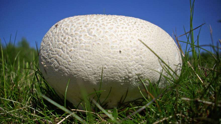 Pronađena džinovska puhara u Srbiji