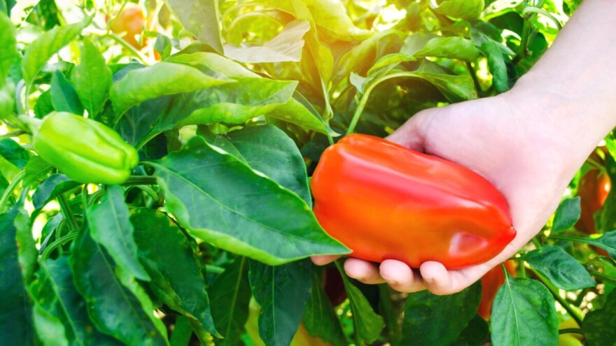 Kako prepoznati i sprečiti plamenjaču paprike?