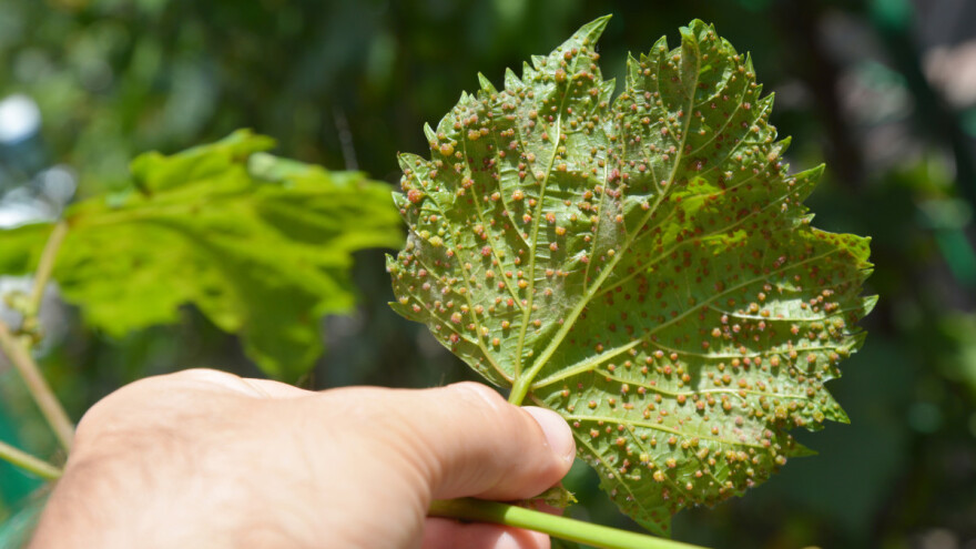Kako spriječiti razvoj filoksere na američkoj i evropskoj vinovoj lozi?