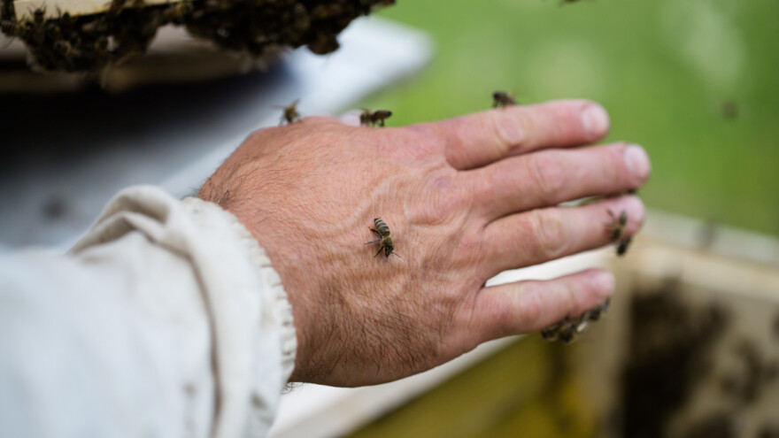 Alergičari na pčelinji otrov, terapija postoji!