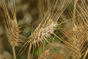 Deset zanimljivosti o durum pšenici