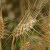 Deset zanimljivosti o durum pšenici