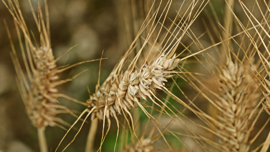 10 zanimljivosti o durum pšenici