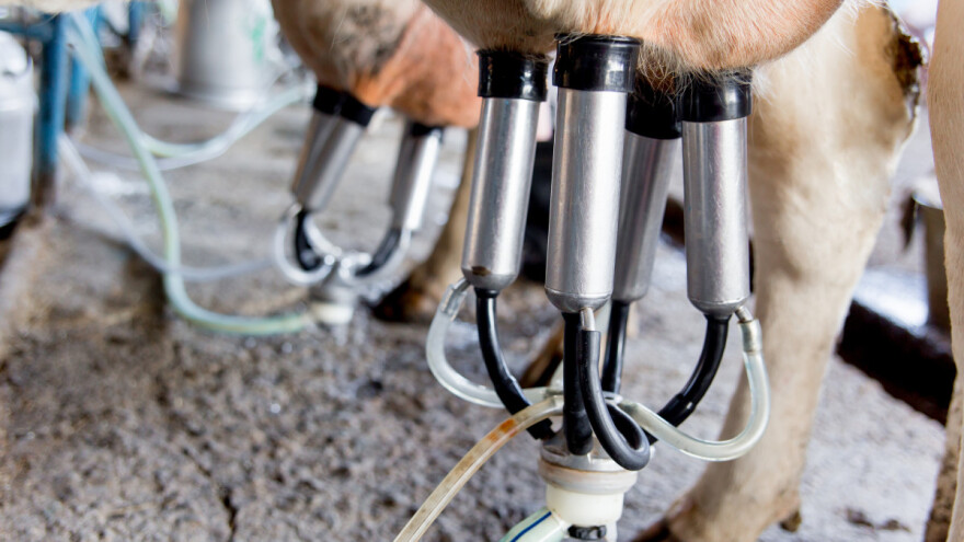 Prihodi hrvatskih mljekara već sad manji za gotovo 15.000 eura u odnosu na kolege iz EU