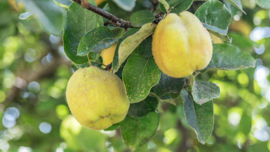 OPG Muhoberac izrađuje kontonjatu, tradicionalnu slasticu od dunje