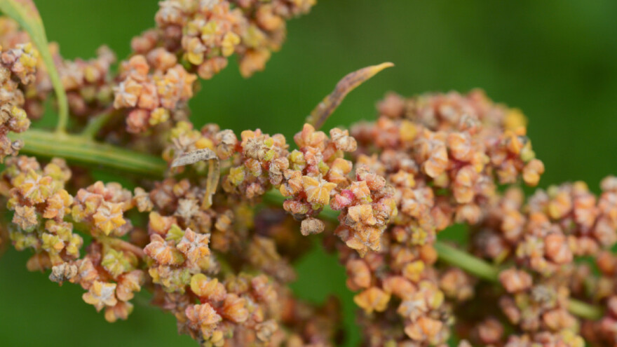 Kvinoja - majka svih žitarica čisti organizam od otrova
