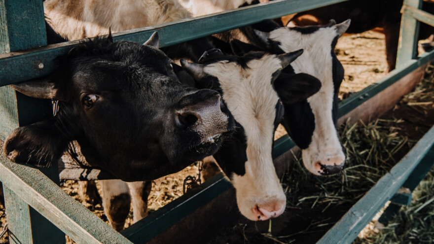 Holandija planira klanje 30 miliona grla stoke zbog klimatske krize