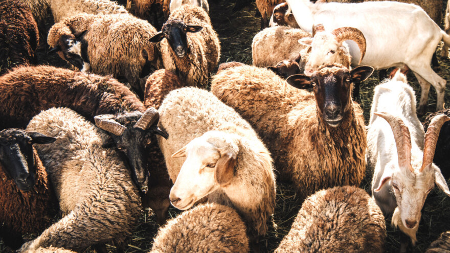 Koze vs. ovce - tko je snalažljiviji?