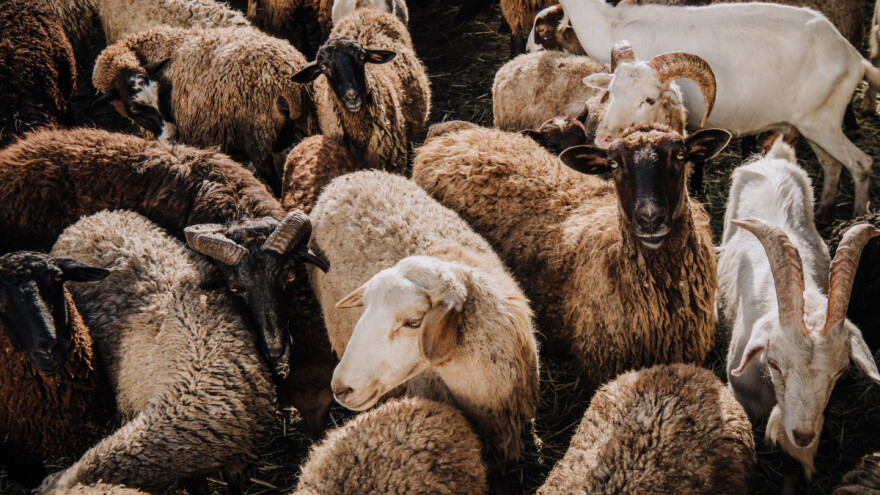 Velika šansa u ovčarstvu i kozarstvu - ali kako iskoristiti potencijale?