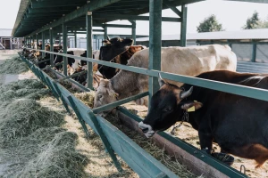 Agroprofit: Mala prodaja i potpuna neizvesnost prati ponudu junadi