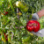 Šta je bitno kod sakupljanja semena paradajza i od kakvog se ploda uzima?