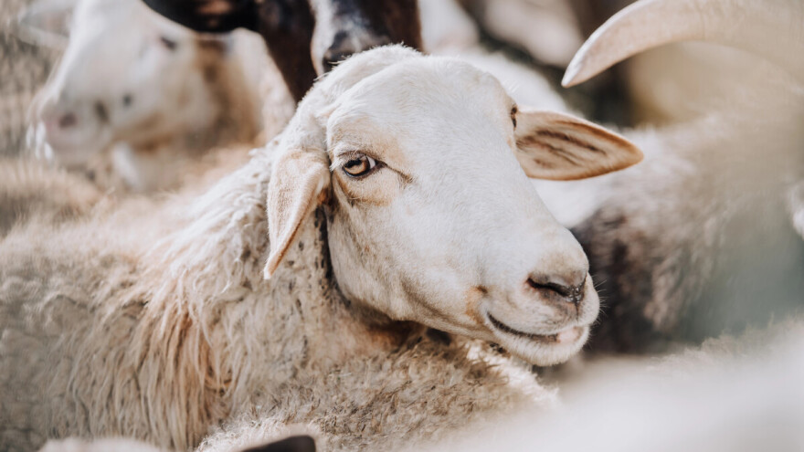 Hrvatska stopirala izdavanje odobrenja za uvoz malih preživača iz Grčke i Rumunjske