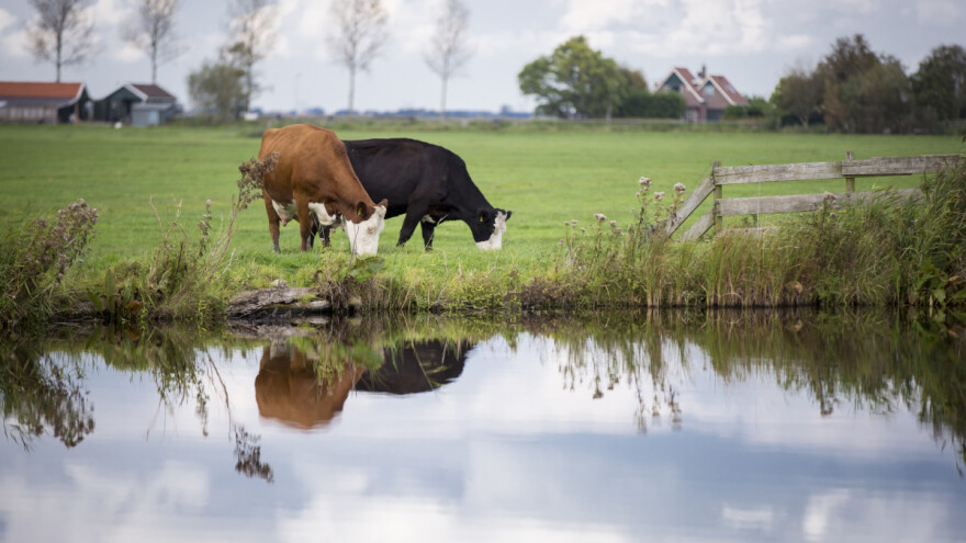 U Njemačku se vratila iskorijenjena bolest - pastereloza goveda?