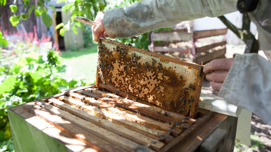 Pčelari u potpunosti iskoristili i ovogodišnju omotnicu - isplaćeno 14,8 milijuna kuna