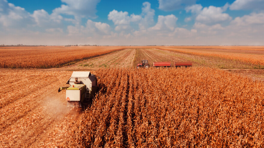 EU i Turska sve više traže rumunjski kukuruz