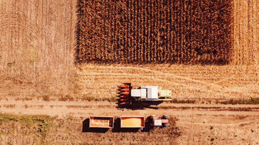Analitičari predviđaju veću berbu kukuruza od očekivane, a uvoz?