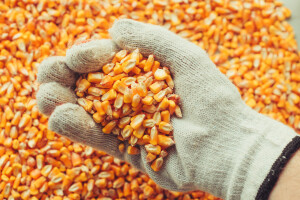 Procurile informacije: Kina će proizvoditi GMO kukuruz?
